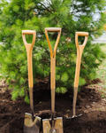 Grove memorial tree