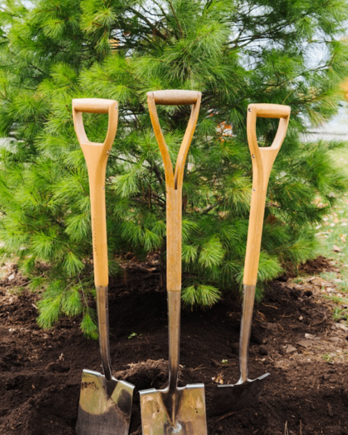 Grove memorial tree