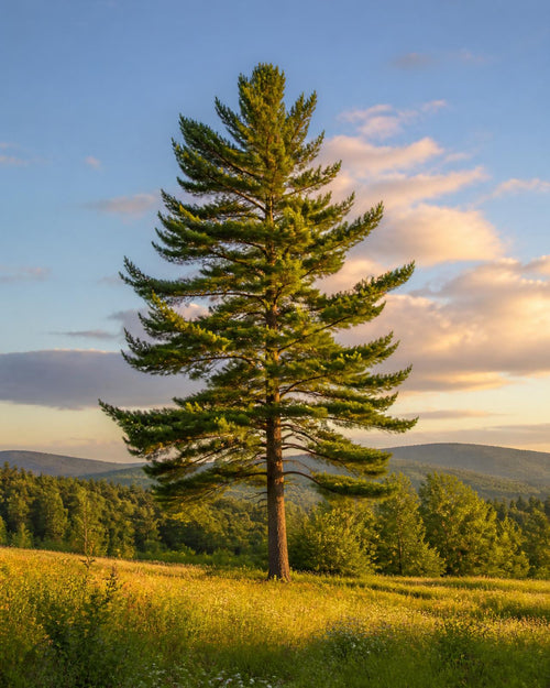 A tall Canadian white pine tree standing in a sunlit meadow