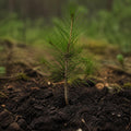 Pine tree sapling planted in soil