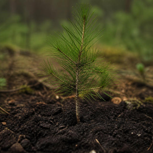 Pine tree sapling planted in soil